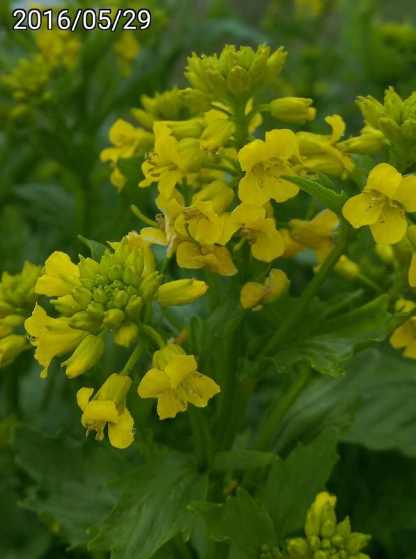 ￼合歡山的山芥菜、山油菜, Barbarea orthoceras Ledeb. var. formosana Kitamura 